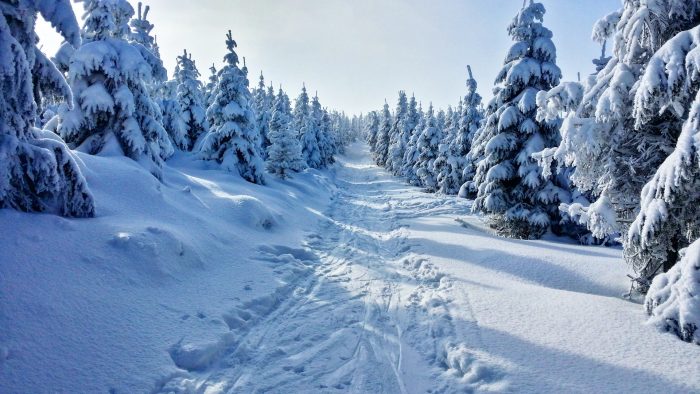 Snowy Tree Lined Path